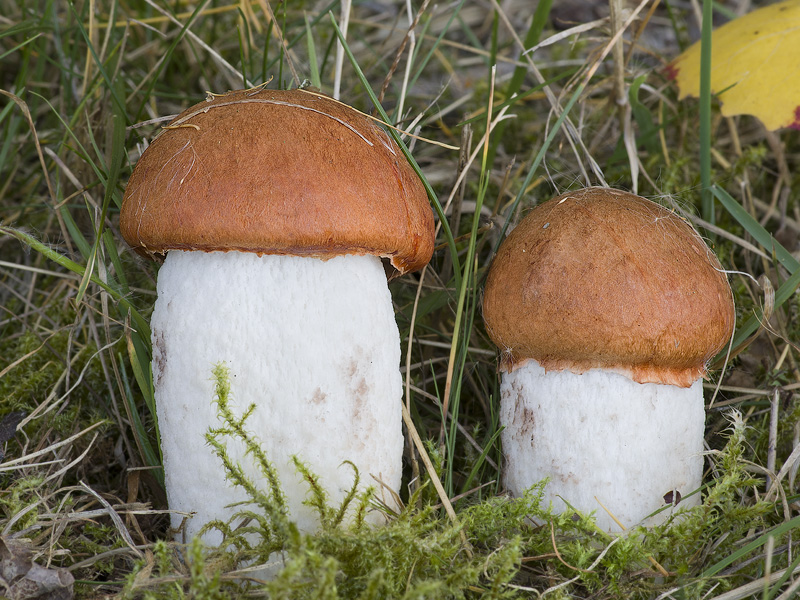 Leccinum rufum